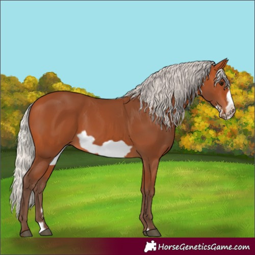 Horse Color:Silver Bay Frame 