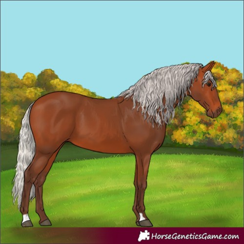 Horse Color:Silver Bay 