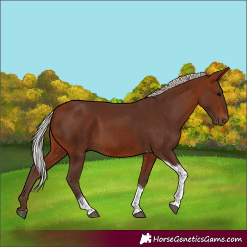 Horse Color:Silver Bay Tobiano