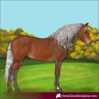 Horse Color:Silver Bay