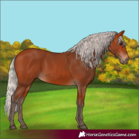 Horse Color:Silver Bay 