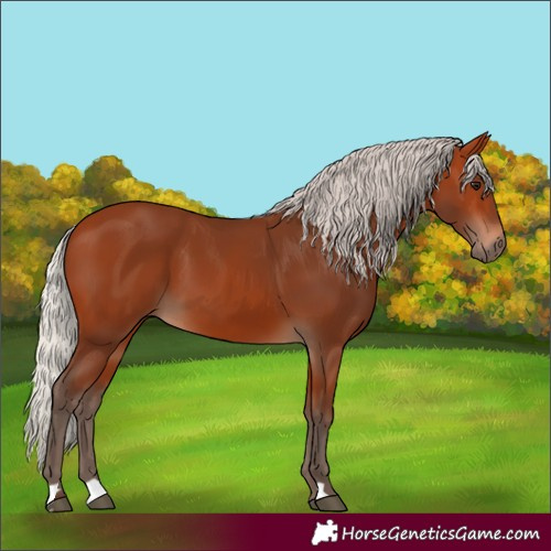 Horse Color:Silver Bay 