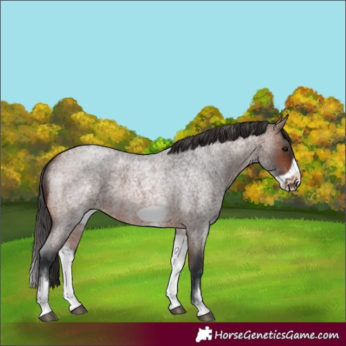 Horse Color:White Spotted Brown Roan Frame 