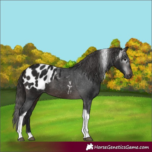 Horse Color:Gray Bay Tobiano Appaloosa