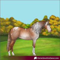 Horse Color:Gray Gold Champagne Tobiano 