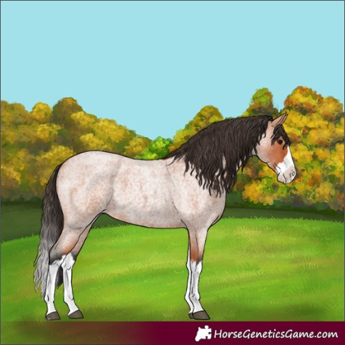 Horse Color:Bay Roan Splash 