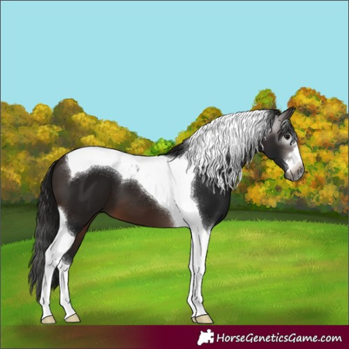 Horse Color:Gray Bay Tobiano 