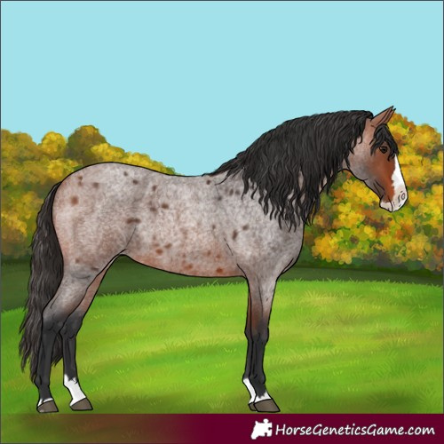 Horse Color:Unknown 