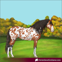 Horse Color:Bay Appaloosa