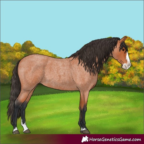 Horse Color:Bay Roan Splash 