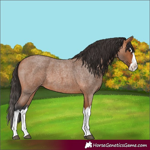 Horse Color:Bay Roan Splash 