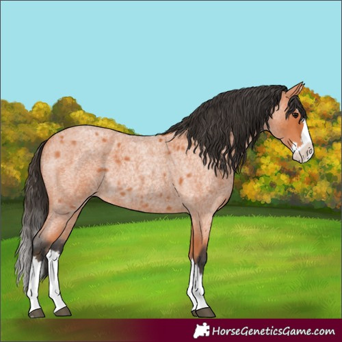 Horse Color:Bay Roan Splash 