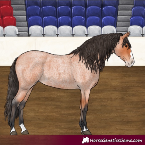Horse Color:Bay Roan Splash 