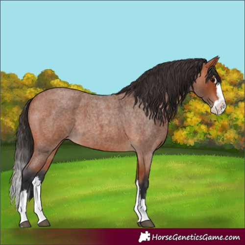 Horse Color:Bay Roan Splash