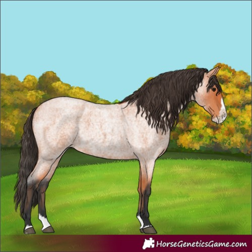 Horse Color:Bay Roan Splash 