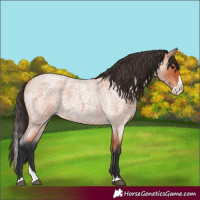 Horse Color:Bay Roan Splash