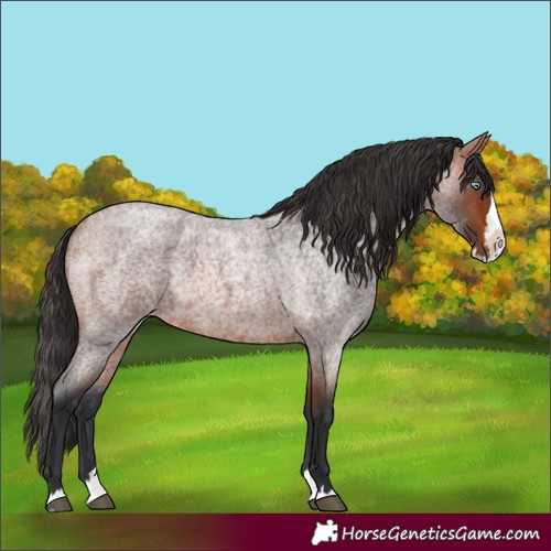Horse Color:Unknown 