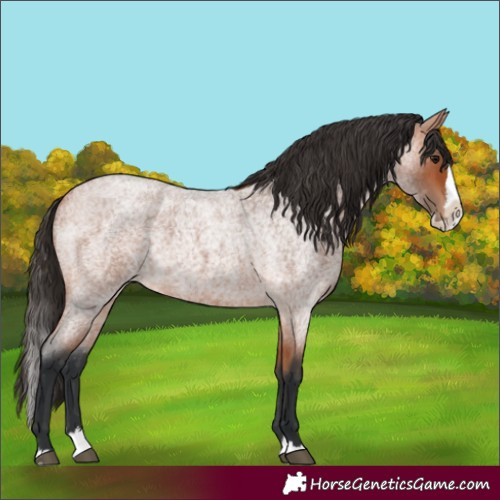 Horse Color:Bay Roan Splash 