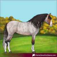 Horse Color:Unknown 