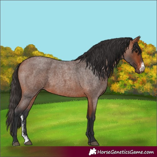 Horse Color:Bay Roan Sabino 