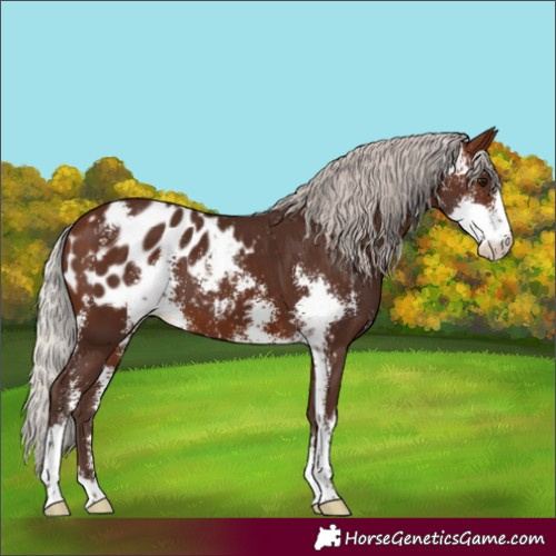 Horse Color:Silver Brown Sabino Blanket
