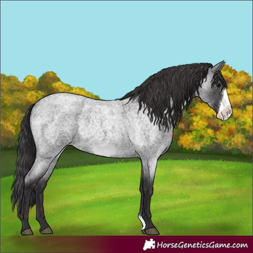 Horse Color:Smoky Blue Roan Frame Rabicano 