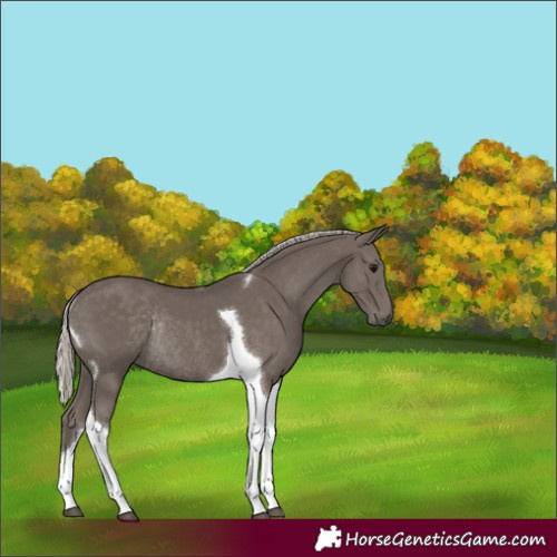 Horse Color:Silver Smoky Black Tobiano Rabicano