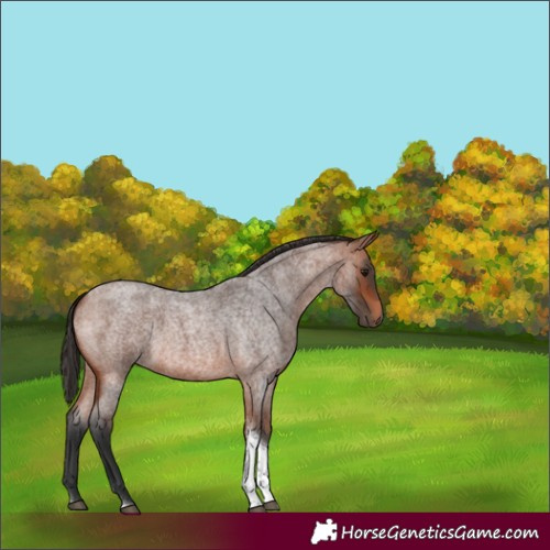 Horse Color:Bay Roan Tobiano Rabicano 