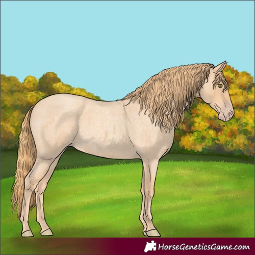 Horse Color:Gold Champagne Roan 