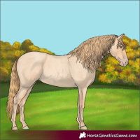 Horse Color:Gold Champagne Roan