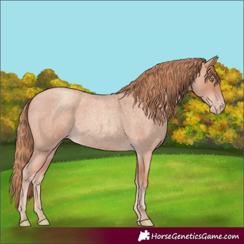 Horse Color:Gold Champagne Roan