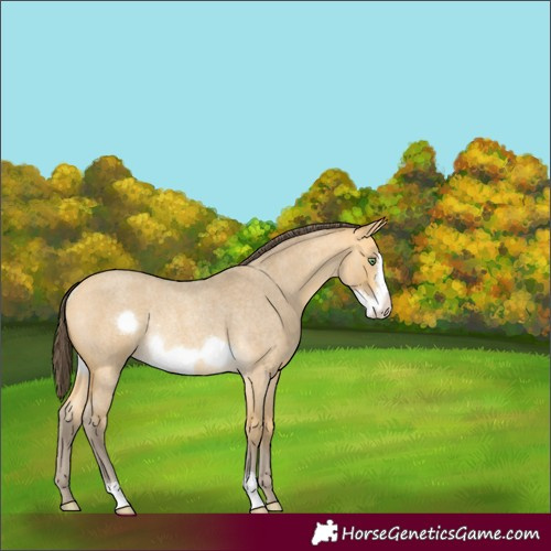 Horse Color:Amber Cream Champagne Roan Frame Rabicano 
