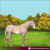 Horse Color:Silver Classic Champagne Roan Frame Rabicano