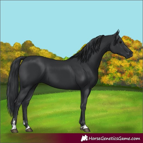Horse Color:Black 