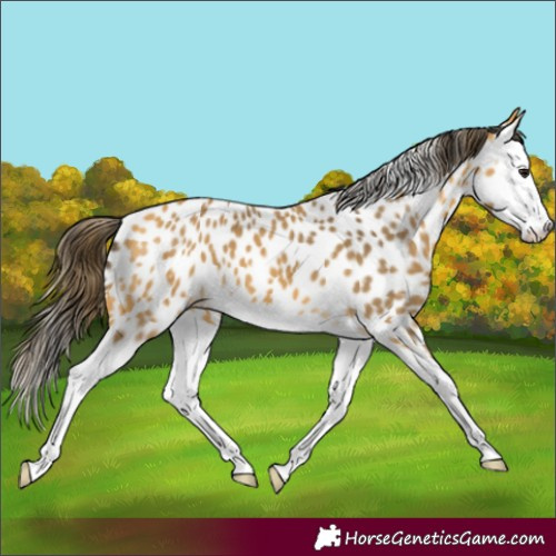 Horse Color:Buckskin Splash Appaloosa 