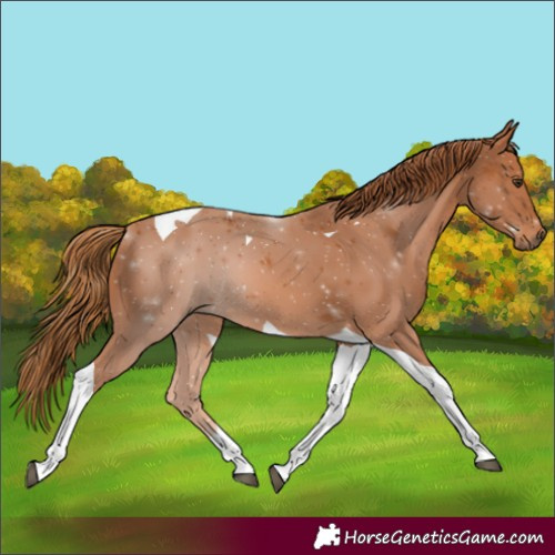 Horse Color:Chestnut Tobiano 