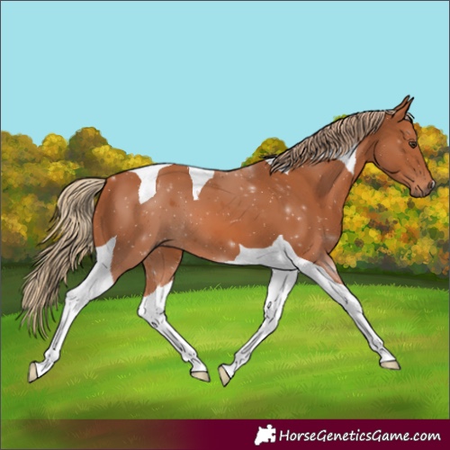 Horse Color:Chestnut Tobiano
