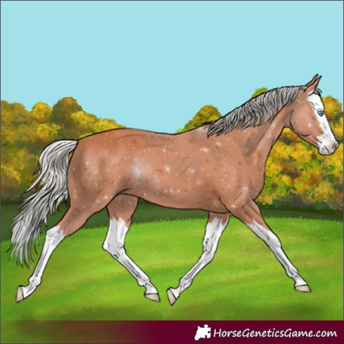 Horse Color:Silver Bay Splash 