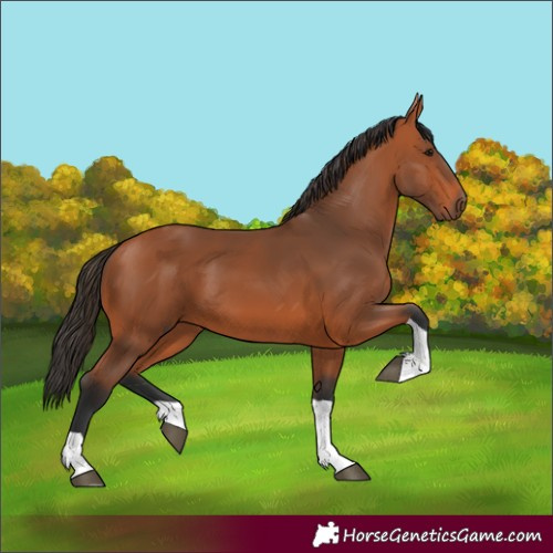 Horse Color:Bay Tobiano 