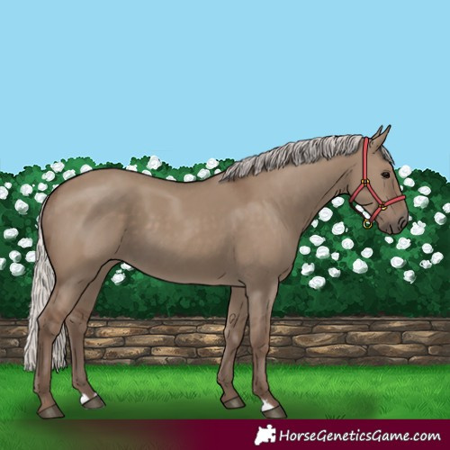 Horse Color:Silver Grullo 