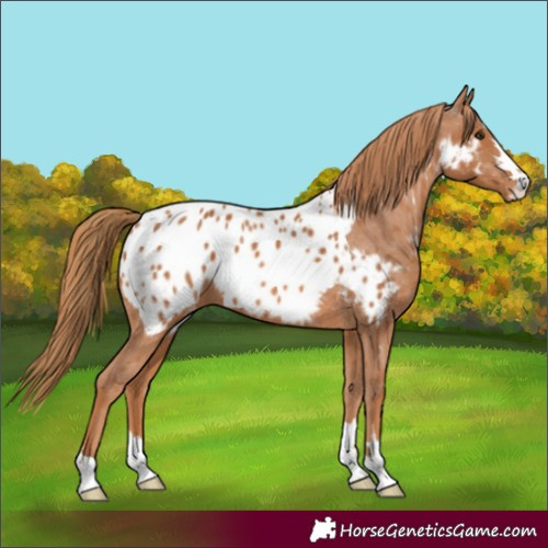 Horse Color:Chestnut Near Leopard