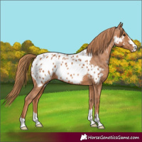 Horse Color:Chestnut Near Leopard