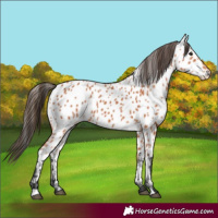 Horse Color:Bay Appaloosa 