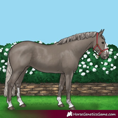 Horse Color:Silver Grullo 