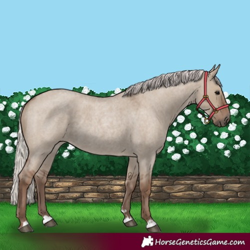 Horse Color:Silver Grullo Roan 