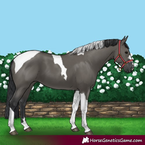 Horse Color:Grullo Tobiano