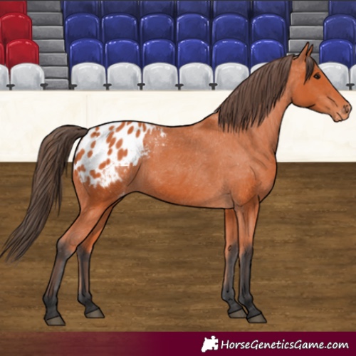 Horse Color:Bay Appaloosa 