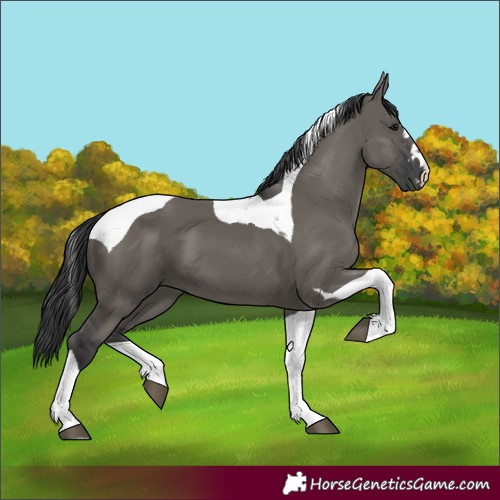 Horse Color:Grullo Tobiano 