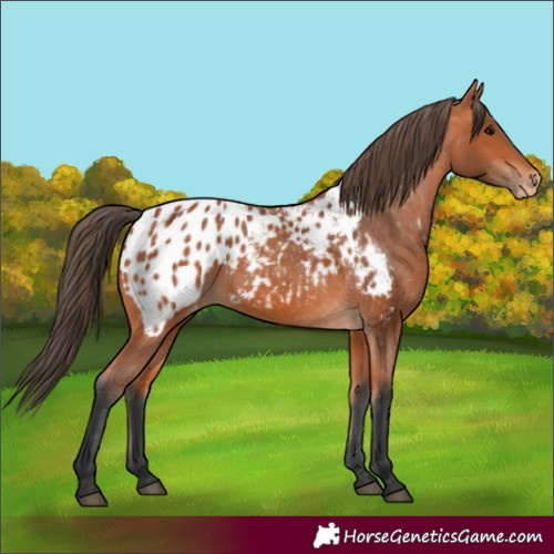Horse Color:Bay Appaloosa 