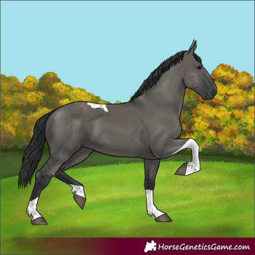 Horse Color:Grullo Tobiano 